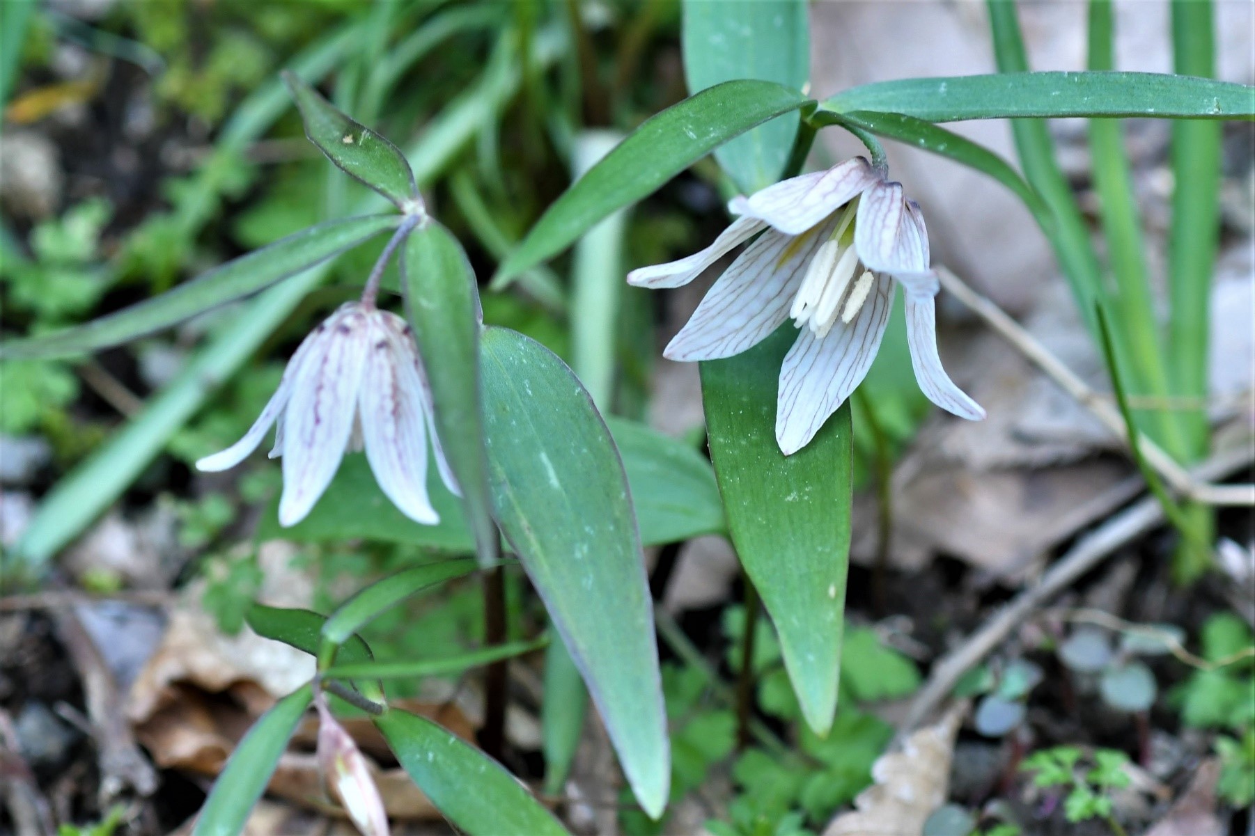 山野草　コバイモ　（１５本立） コバイモの異常: 彩の華日記